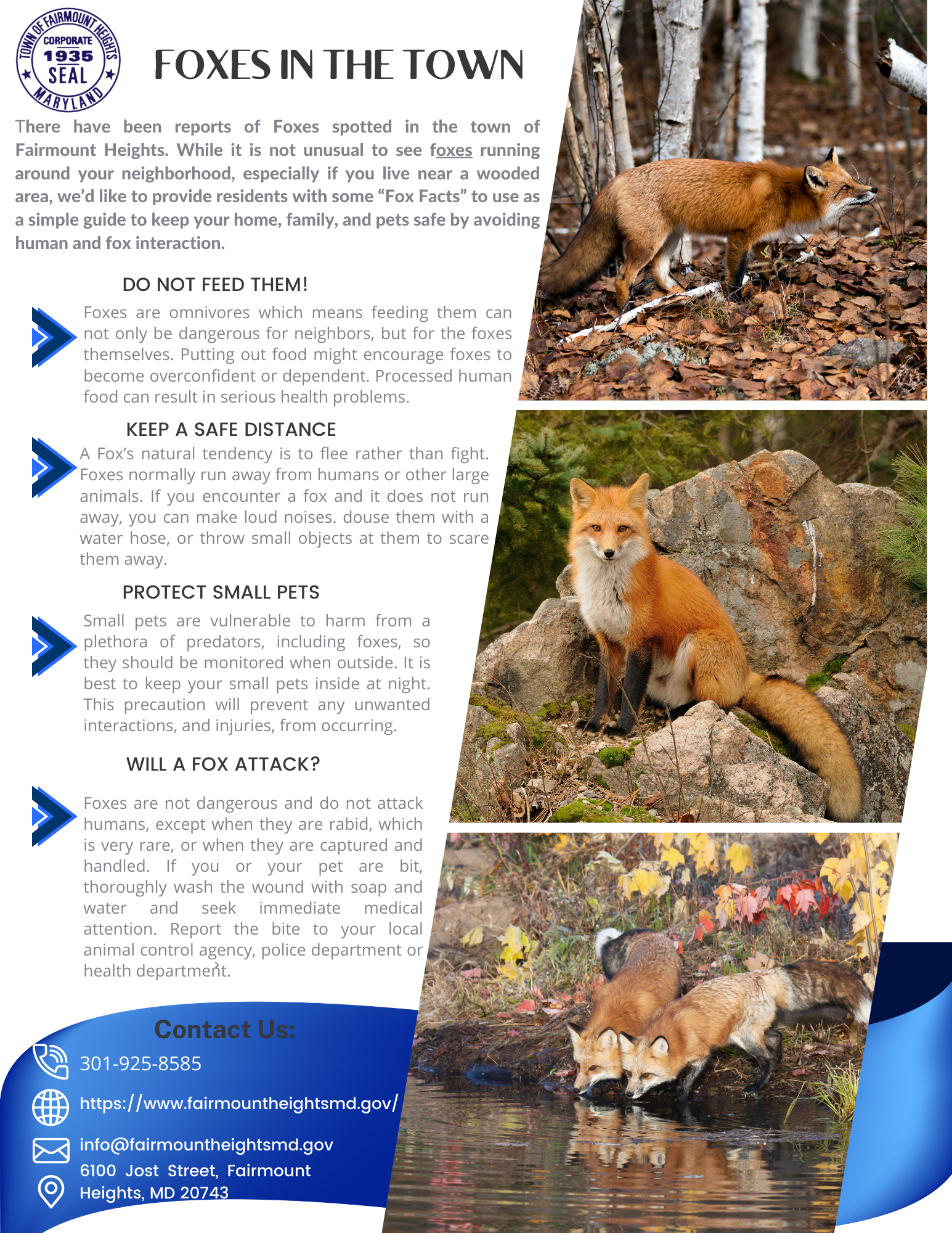 FOXES IN THE TOWN ENGLISH