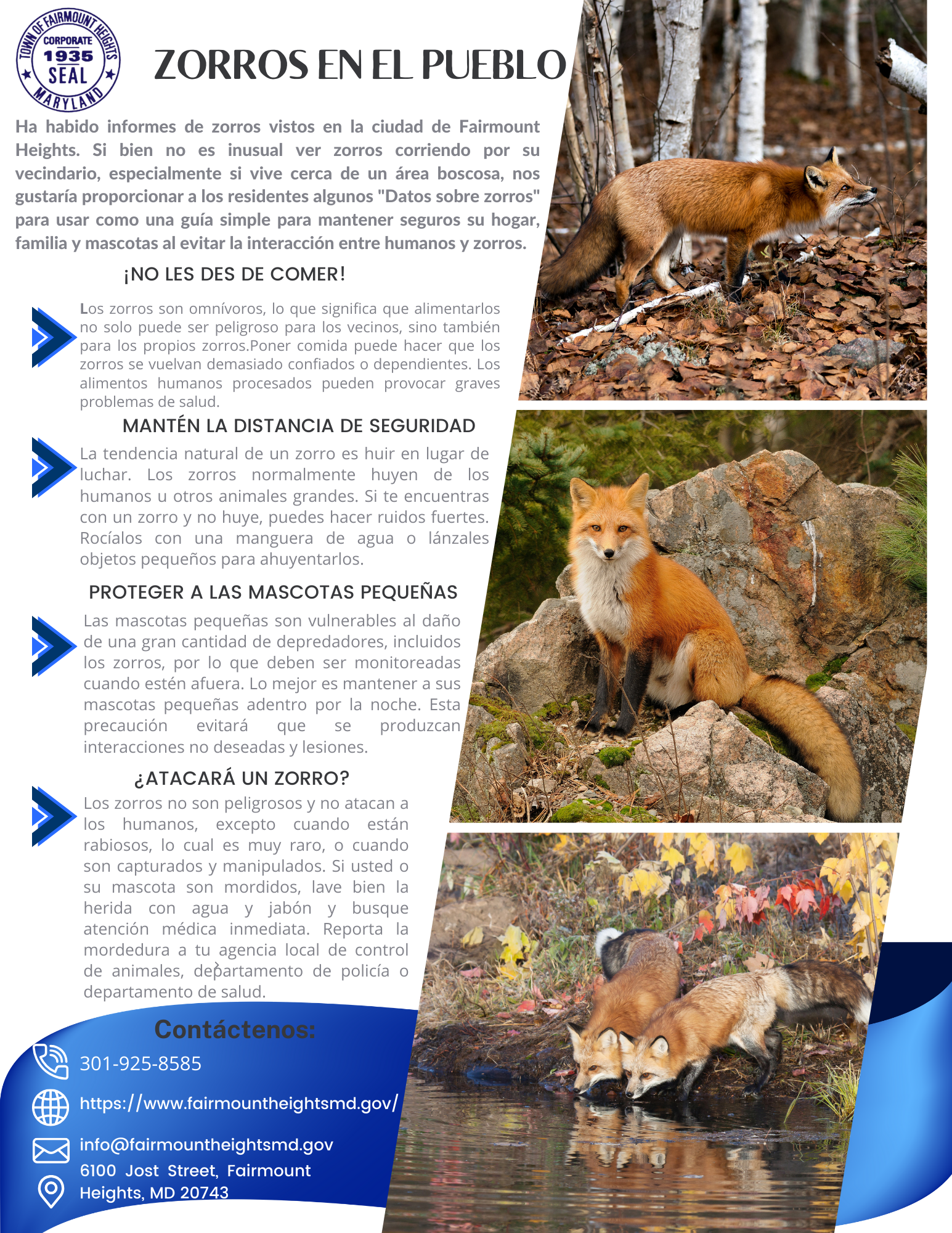 FOXES IN THE TOWN SPANISH
